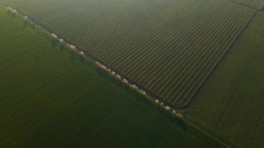 Büyük, güzel bir buğday tarlasının havadan görünüşü. yeşil mısır tarlası.