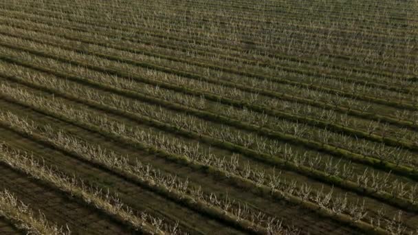 Vista superior de los huertos florecientes con árboles frutales florecientes — Vídeo de stock