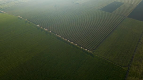 Uitzicht vanuit de lucht op een groot prachtig tarweveld. groen maïsveld. — Stockvideo