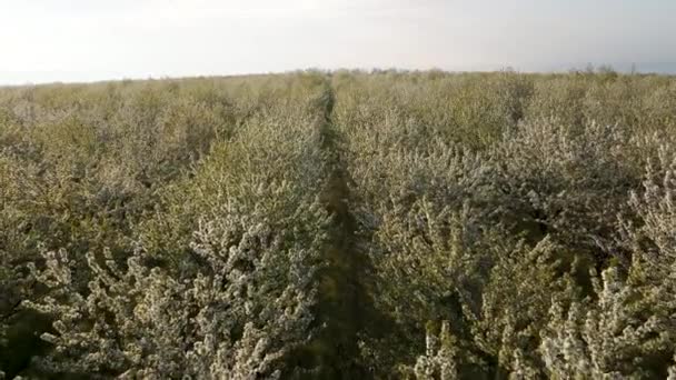 Antenn utsikt över fruktodlingar med blommor landsbygden jordbruk våren landskap. — Stockvideo