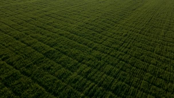 Uitzicht vanuit de lucht Vliegen over groene landbouwgrond. veld met lente groene tarwe — Stockvideo