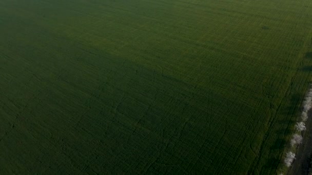 Luchtfoto van de Amerikaanse landbouwgrond bij zonsopgang. — Stockvideo