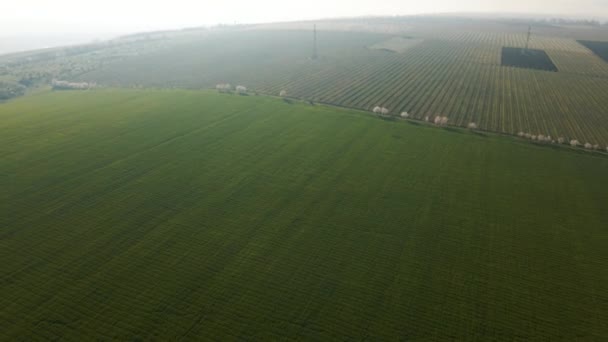 Luchtfoto van Tarweveld landschap zonsopgang. — Stockvideo