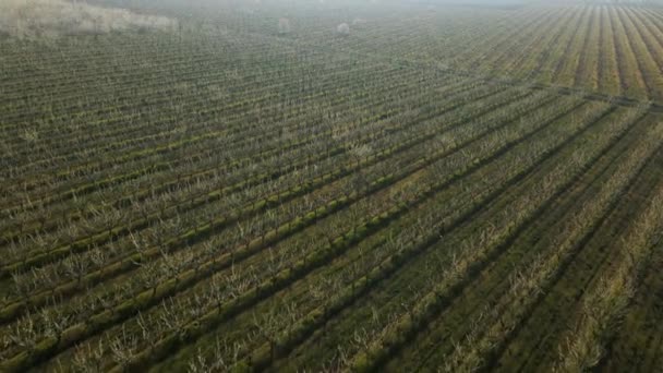 Vrchol pohled na kvetoucí sady země s kvetoucími ovocnými stromy — Stock video