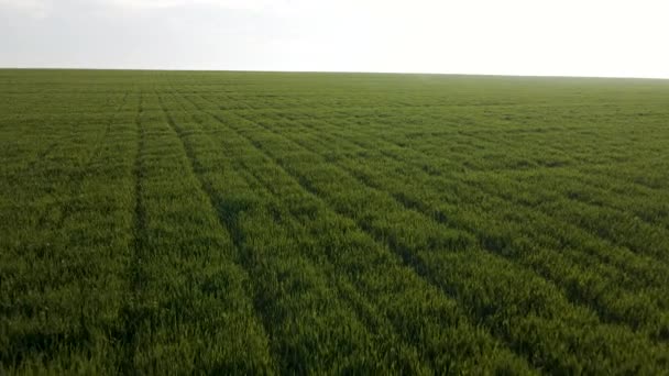 Pohled na pole zelené pšenice za slunečného rána. — Stock video