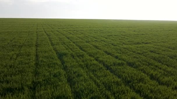 Vista de pássaros de campos de trigo verde na manhã ensolarada. — Vídeo de Stock