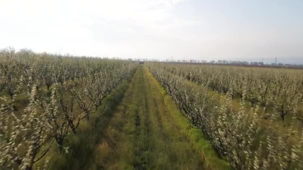 Flug der Drohne durch die Wurzeln des Obstgartens mit blühenden Bäumen. — Stockvideo