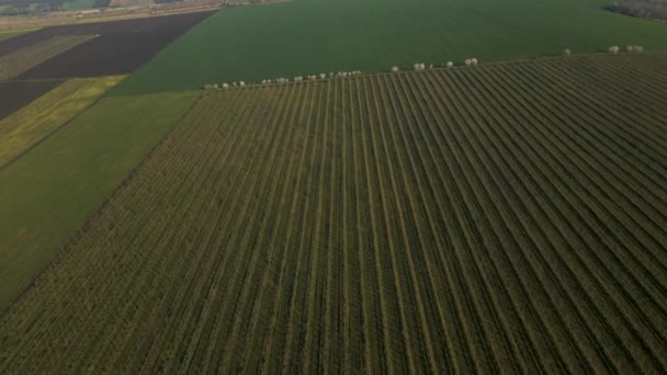 Vue aérienne des champs de blé dans les plaines norvégiennes. — Video