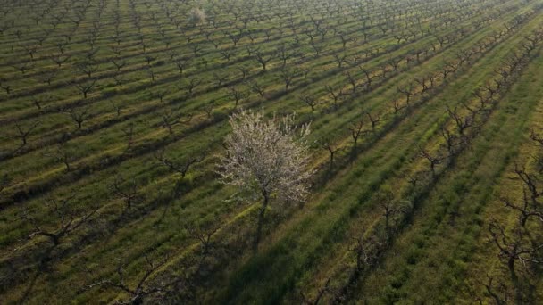 Vista aérea de uma bela árvore de floração no meio de um pomar seco. — Vídeo de Stock