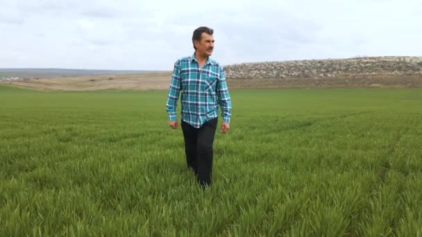 Agricultor senior en campo de trigo verde joven y el examen de cultivos — Vídeo de stock