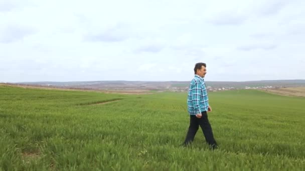 Agriculteur chevronné dans le champ de blé vert jeune et l'examen des cultures — Video