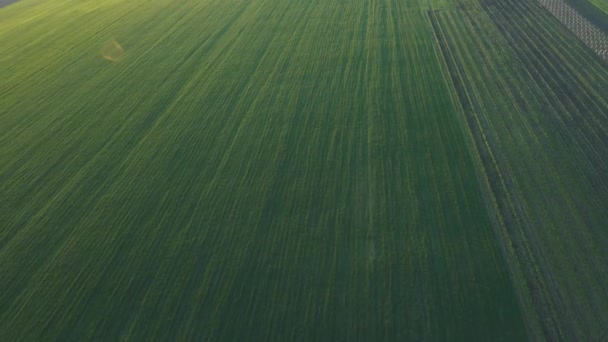 Vista aérea de campos de trigo, terras agrícolas — Vídeo de Stock