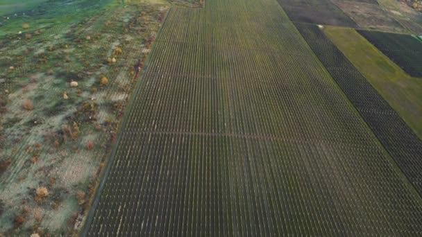 Luftaufnahme von Feldern mit verschiedenen Frühjahrsplantagen, landwirtschaftlichen Flächen — Stockvideo