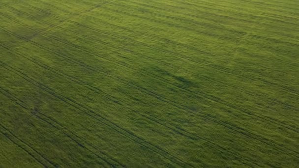 Uitzicht vanuit de lucht op een prachtig zomerlandschap van een tarweveld. — Stockvideo