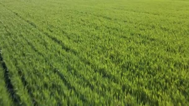 Vue aérienne d'un magnifique paysage estival d'un champ de blé. — Video