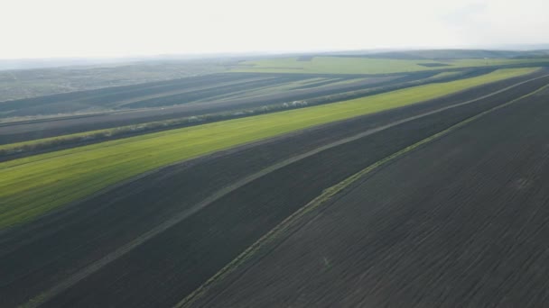 Widok z powietrza Niski lot nad wiejskim letnim krajobrazem z niekończącym się zielonym polem — Wideo stockowe