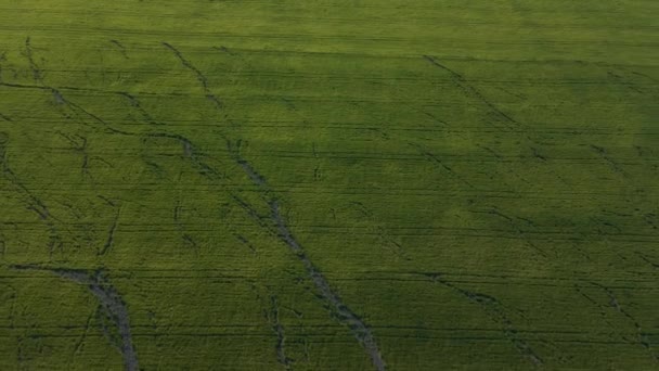 Vista aérea del campo de grano verde sin fin cinematográfico vista del dron con grandes grietas — Vídeos de Stock