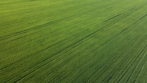 Αεροφωτογραφία Χαμηλή πτήση πάνω από το αγροτικό καλοκαιρινό τοπίο με ατελείωτο πράσινο πεδίο — Αρχείο Βίντεο