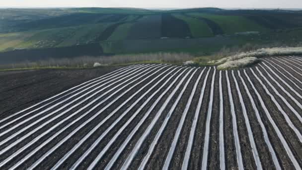 Letecký pohled na řádky pokryté oříznutím. zemědělská krajina — Stock video