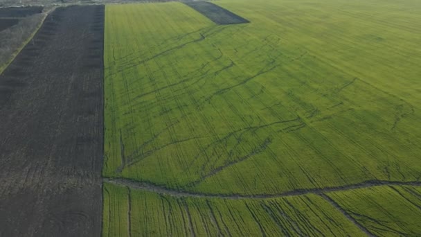 Vista aérea del campo de grano verde sin fin cinematográfico vista del dron con grandes grietas — Vídeo de stock