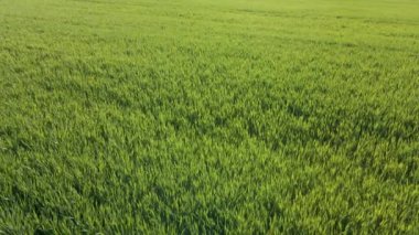  Uçsuz bucaksız yeşil tahıl tarlası görüntüsü,