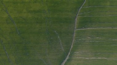 Şiddetli yaz sıcağından çatlayan buğday tarlalarının havadan görünüşü.