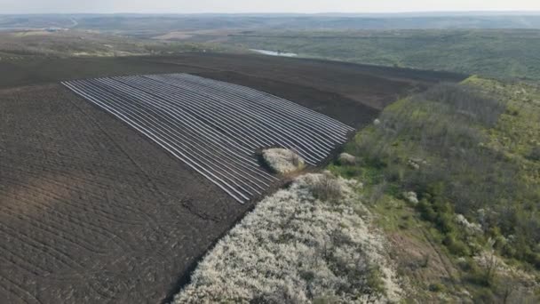 Вид с воздуха на зеленые ряды покрытых выращивают морковные растения в сельскохозяйственном ландшафте — стоковое видео