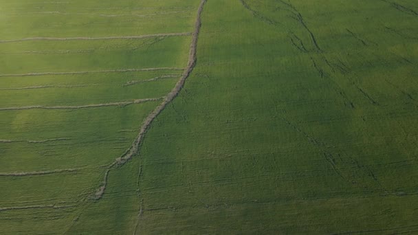 Aerial Cinematic clip, Dron latający nad polem pszenicy z dużymi pęknięciami podczas zachodu słońca. — Wideo stockowe