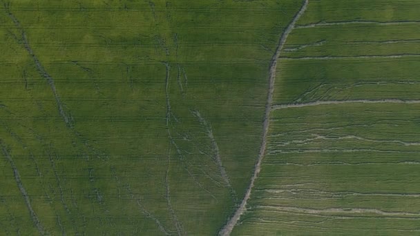 Vista aérea de grandes campos de trigo agrietándose por el intenso calor del verano. — Vídeo de stock