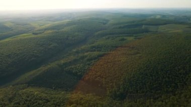 Gün doğumunda Amerika 'daki orman manzarası. İnsansız hava aracı orman ve yeşil arazide uçuyor.,