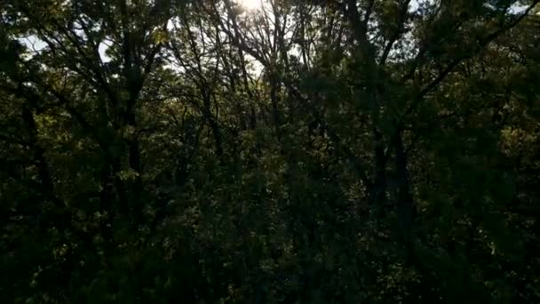 Dron wznosi się nad lasami w oddali widać pola uprawne. — Wideo stockowe