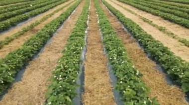 Çilek sıralarının 4K hava görüntüsü çiftlik arazisinde çiçek açıyor