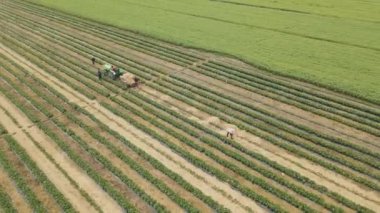 İnsansız hava aracı tarla işçilerinin etrafında traktörle dönüyor.,