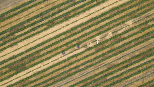 Aerial view of workers working in the field, several workers arrange straw between rows — Stock video