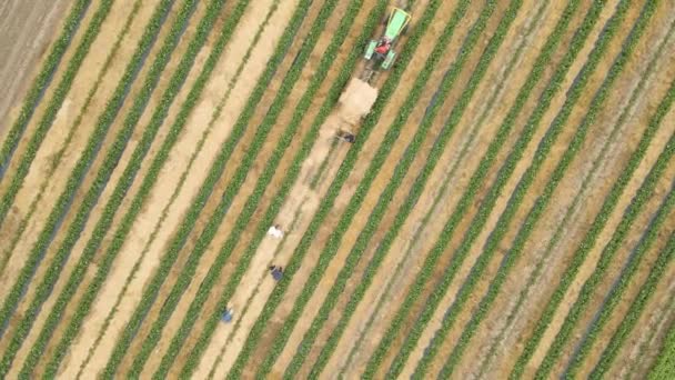 Aerial view of farmers many workers with tractor arrange straw between rows of crops. — Stock video