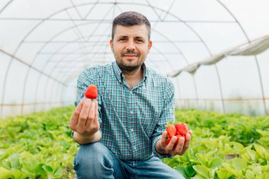 Erkek çiftçi kameraya bakıyor ve elinde büyük olgun bir çilek tutuyor.
