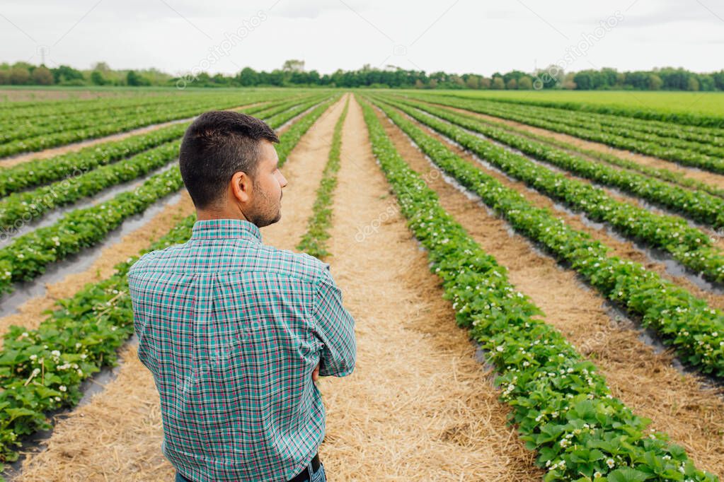 rear view of nice modern young farmer with crossed arms on strawberry crops in background