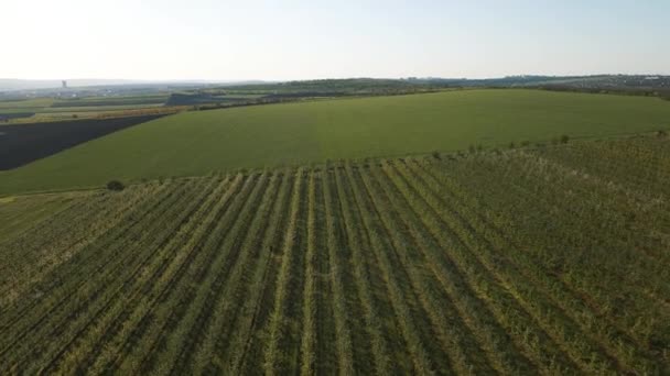 Uitzicht vanuit de lucht op het agrarisch landschap in de landbouw aanplant van appelboomgaard aanplant — Stockvideo