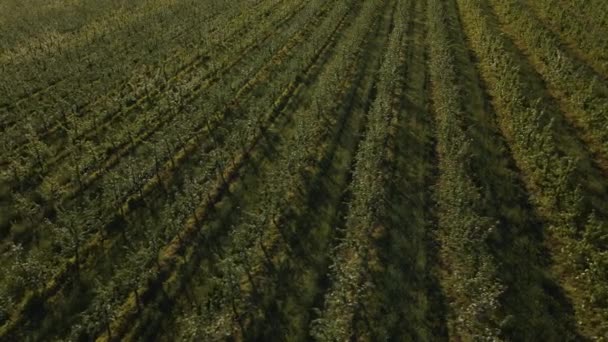 Aerial bird view drone flying fowards over fruit orchard trees. — Vídeo de stock