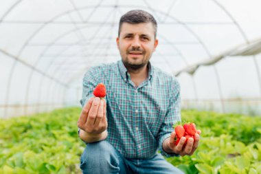 Mutlu çiftçi doğal organik meyvelerle çalışıyor. Serada olgun çilekler tutuyor.