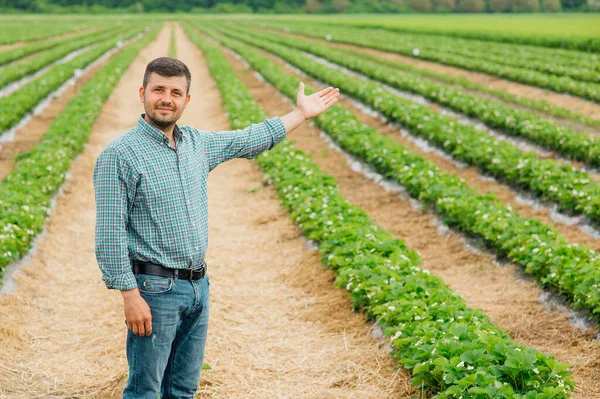 Portrét mladého farmáře stojícího na jahodovém poli s nataženýma rukama. — Stock fotografie