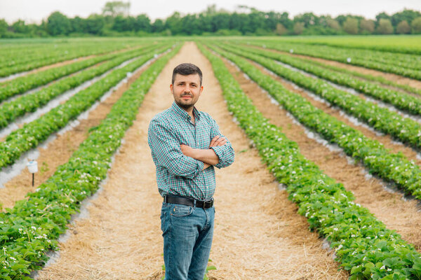 Young pretty farmer man looking at camera standing on farmland with crossed arms and strawberry crops in background