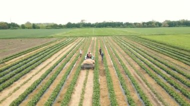 Samanı taşıyan traktörü takip etmek çilek sıralarının içinden geçer..