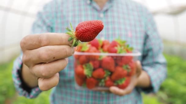 Primer plano de hombre agricultor sostiene maduro fresas rojas en caja de plástico transparente en sus manos — Vídeo de stock
