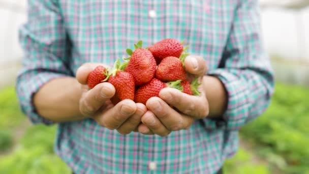 Zblízka Muž farmář drží nějaké velké zralé jahody v rukou — Stock video