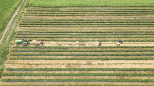 Luchtfoto van boeren veel arbeiders met trekker regelen stro tussen rijen gewassen. — Stockvideo