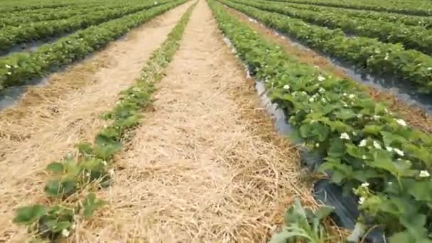 4K vista aérea de linhas de plantas de morangos em flor na paisagem da fazenda — Vídeo de Stock