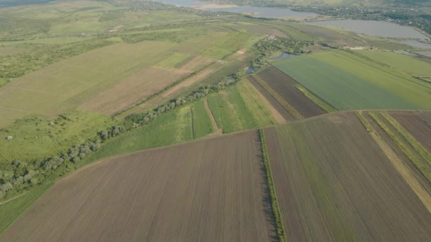 Widok z lotu ptaka pola uprawne Pole kukurydzy z punktu widzenia drona i małe jezioro. — Wideo stockowe