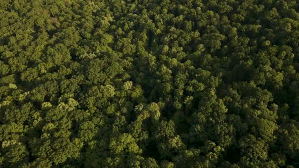 4K Aerial view of Beautiful footage of tropical Rainforest in Amazon — Stock Video