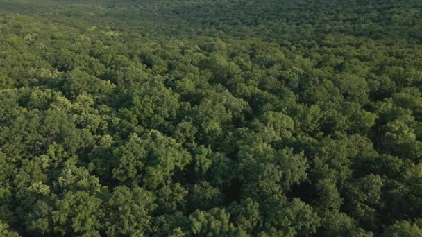 4K Aerial view of Amazon tropical Rainforest, Drone footage from above of Amazon jungle. — Stock Video